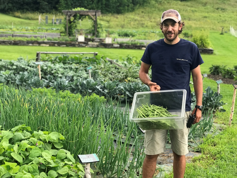 picking fresh ingredients