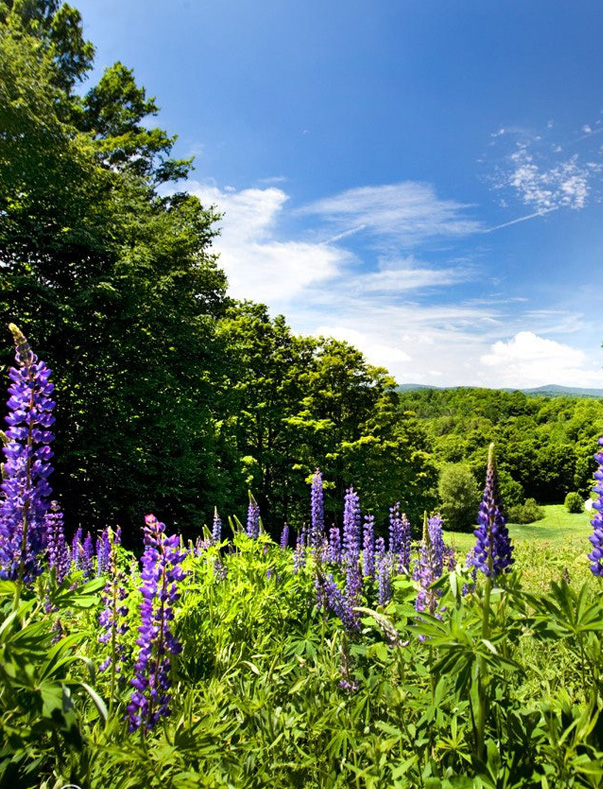 Purple flowers in forefront with tall trees in the background with a clear blue sky