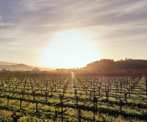 vineyard