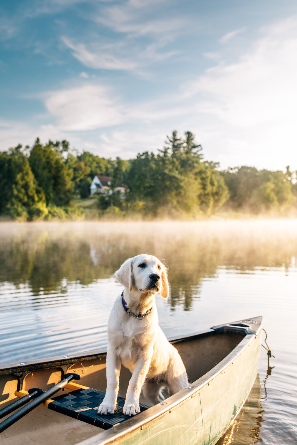 dog in canoe