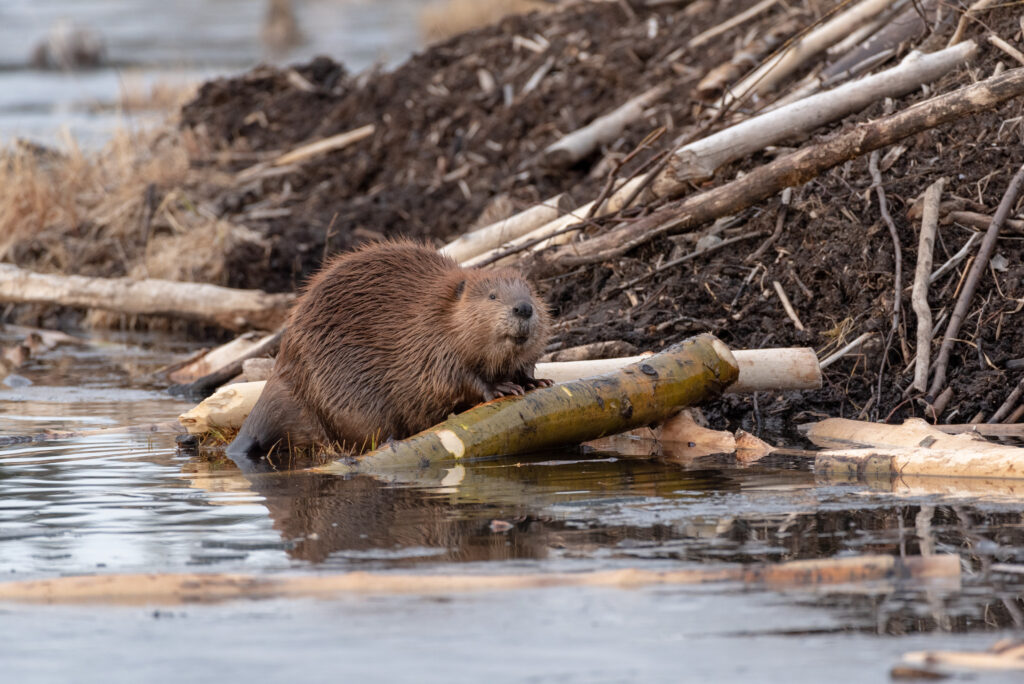 A female beaver looking up trying to smell | Twin Farms